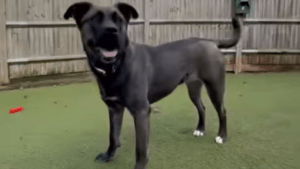 Dog Nimba in Battersea: Home Appeal Launched