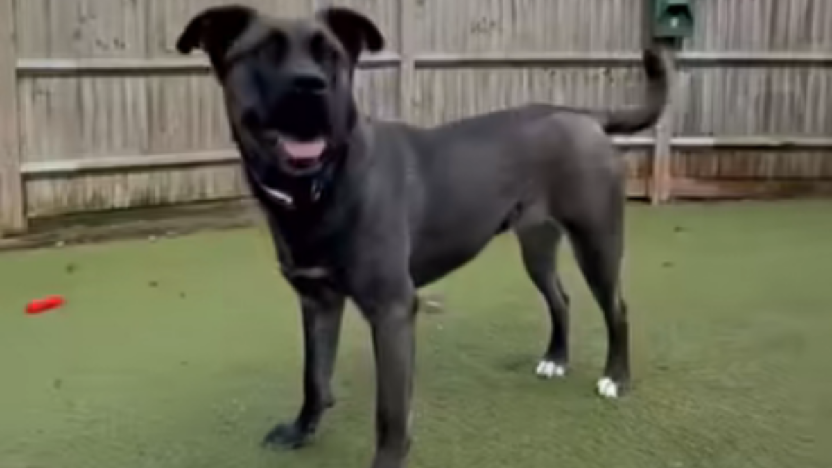 dog