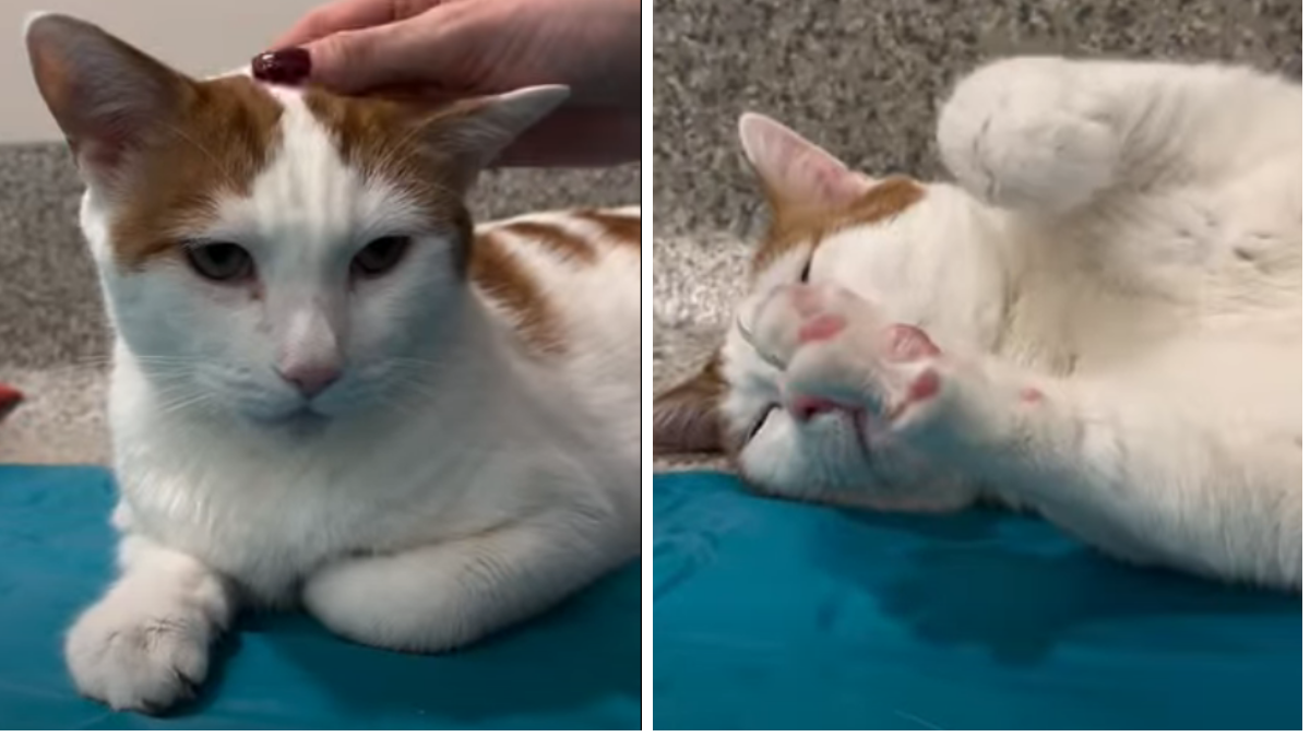 cat adoption